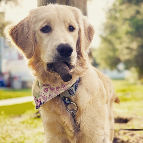 We Are PET FRIENDLY 🐶🐾 - Picture 6 of 6